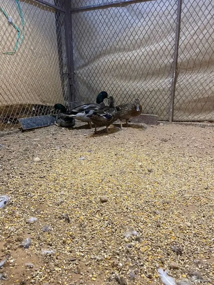 بط نحم منتج 0