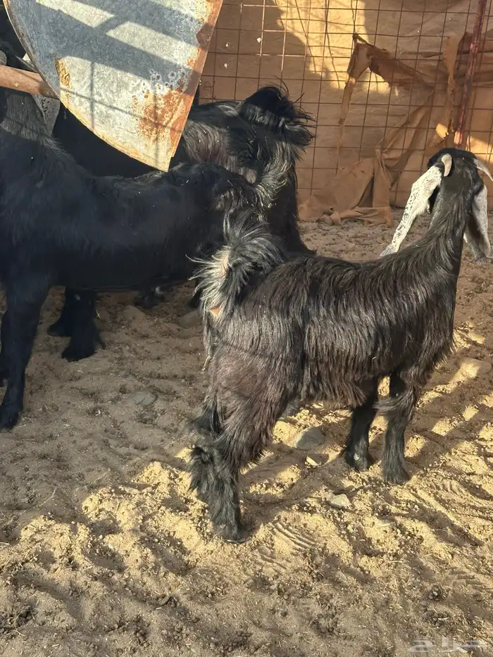 تيوس مخاصي 1