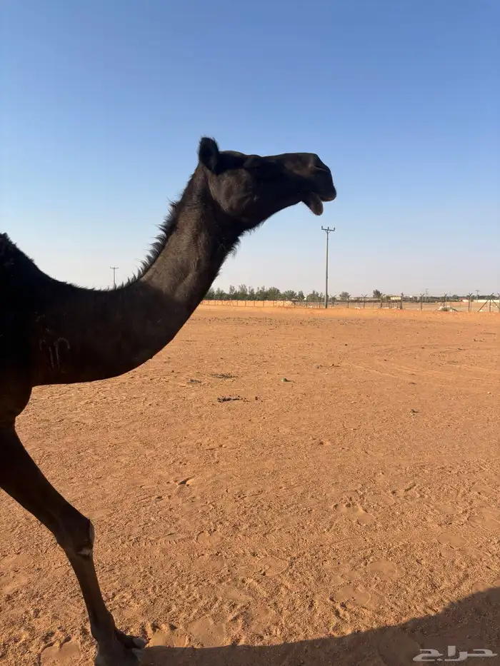 للبيع لقحه مجهم منيحة طيبة 1