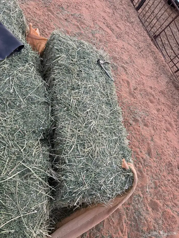 2 رخال حري عمارها فوق 6 اشهر 2