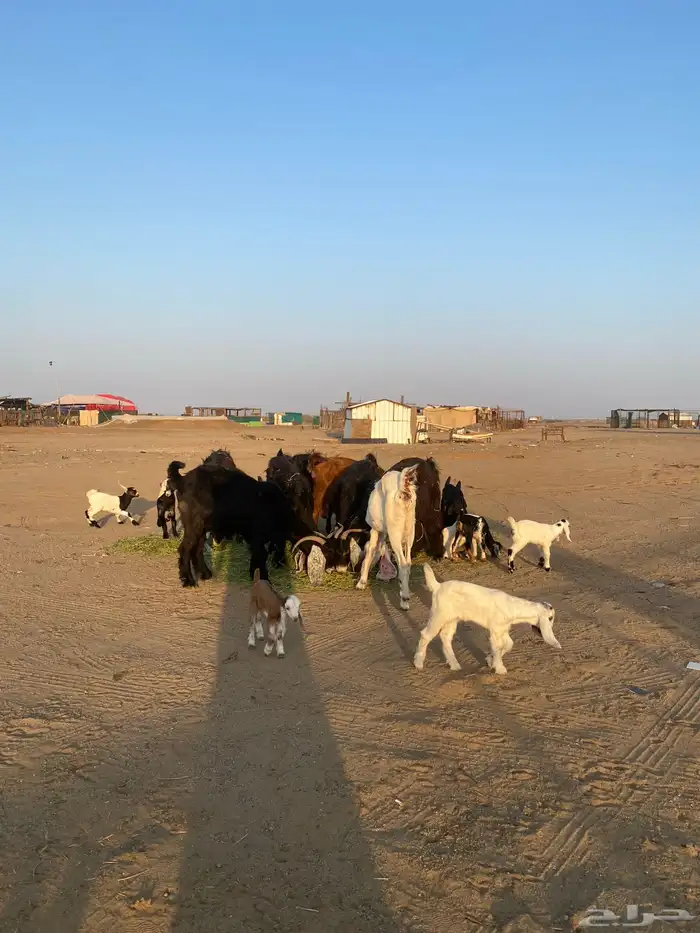 للبيع معزا ولد عوارض طيبه 47