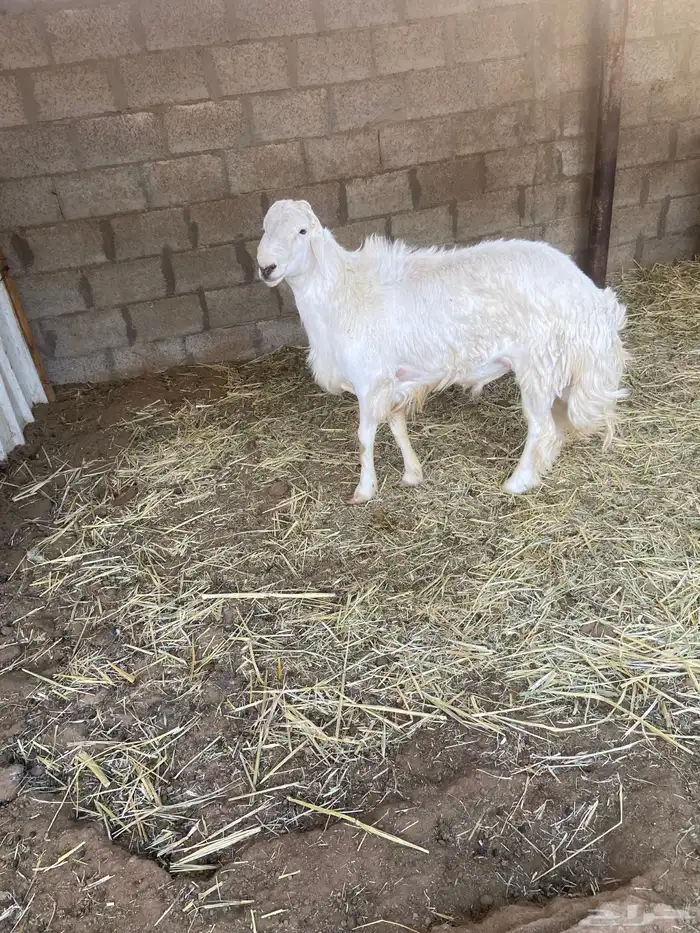 حري فحل للبيع 0