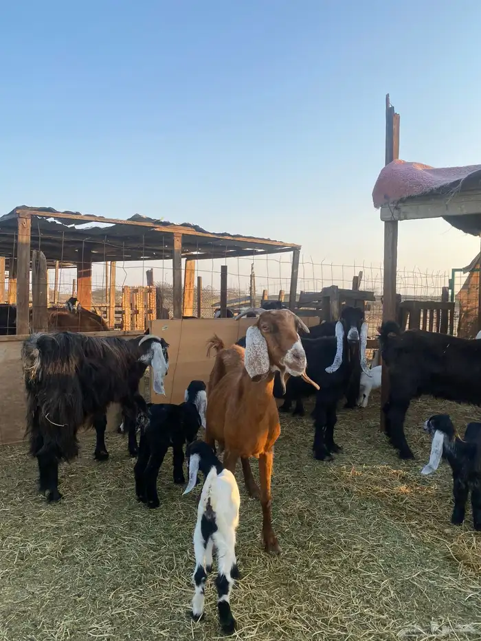 للبيع معزا ولد عوارض طيبه 39