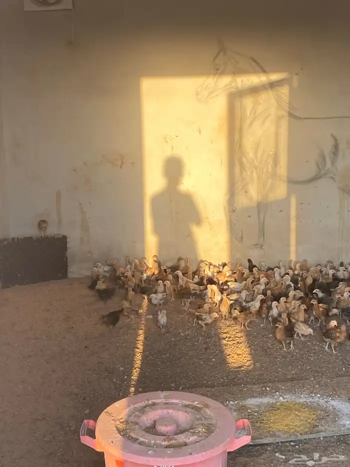 صوص بلدي العمر شهر 4