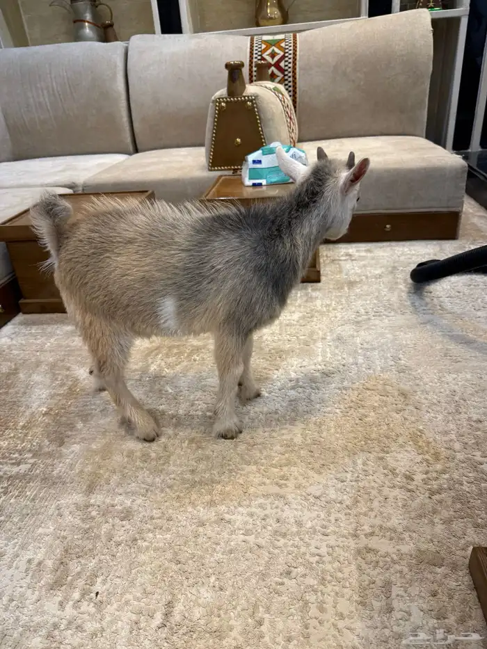 للبيع ماعز قزم 2