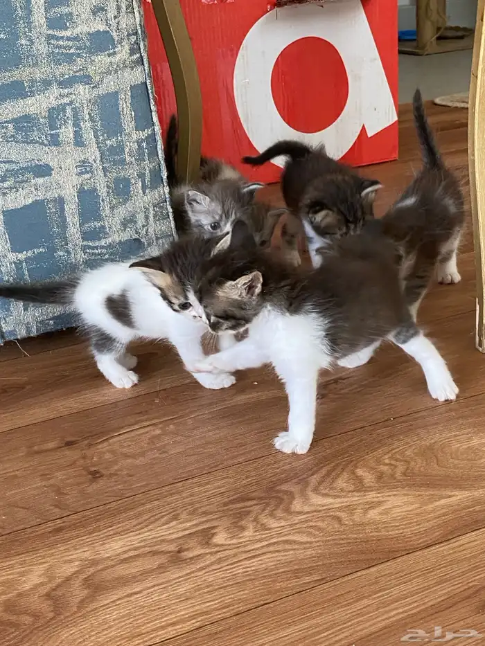 قطط كبيره ورضيعه للبيع شيرازي سكوتش مكس هملايا 1