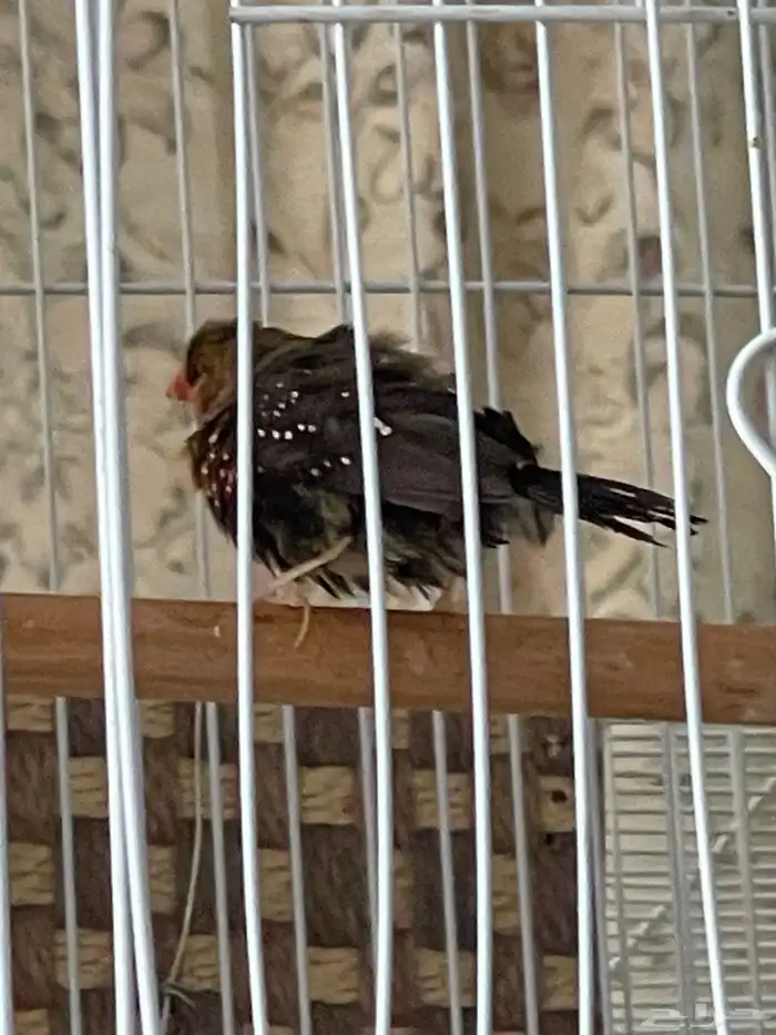 جوز عندليب وجوز زيبرا فراولة 1