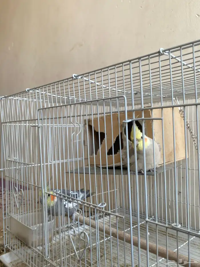 للبيع زوج كروان 3