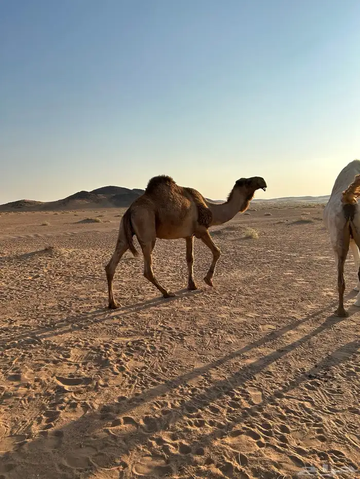 للبيع البيعر الاصفر الطيب ساسه من ابا حنس ابالخيل السن شاق 2