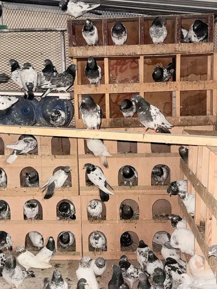 حمام باكستاني 4