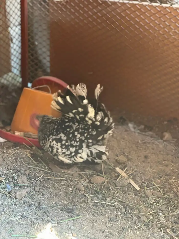 دجاج جبنيز قزم زحفف 4