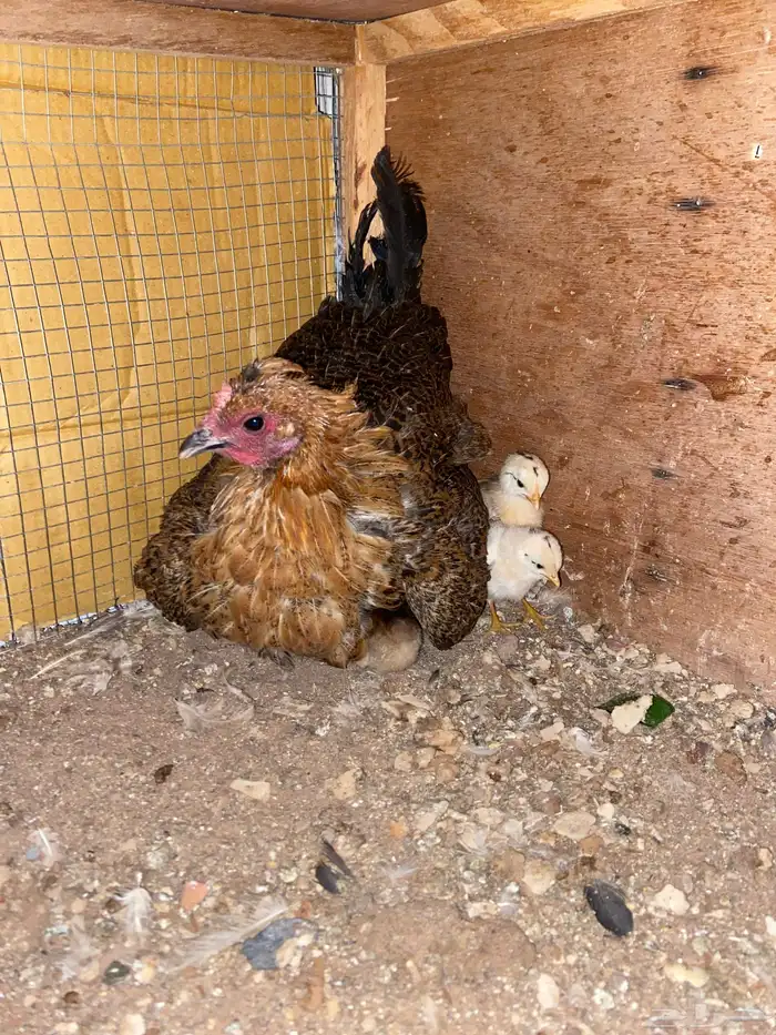 دجاج للبيع 4