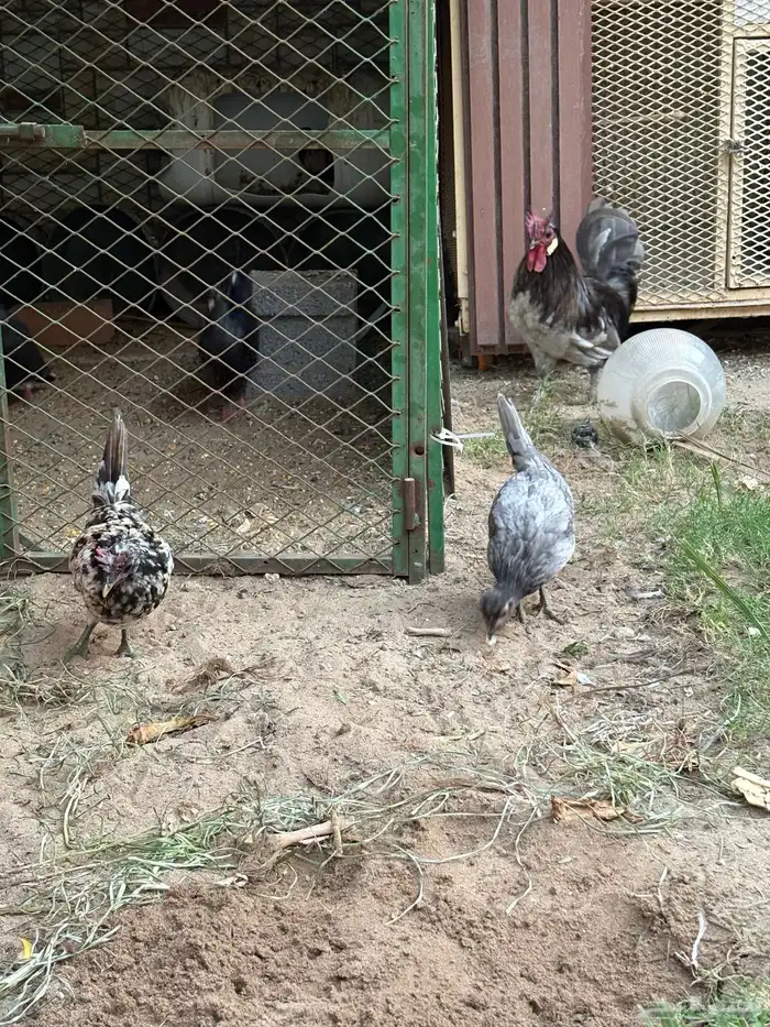 دجاج حباحب 3