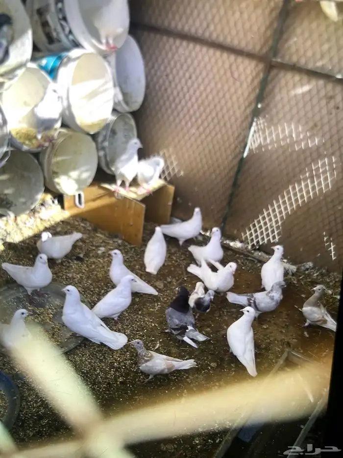 حمام فرنسي سبور جبو 0