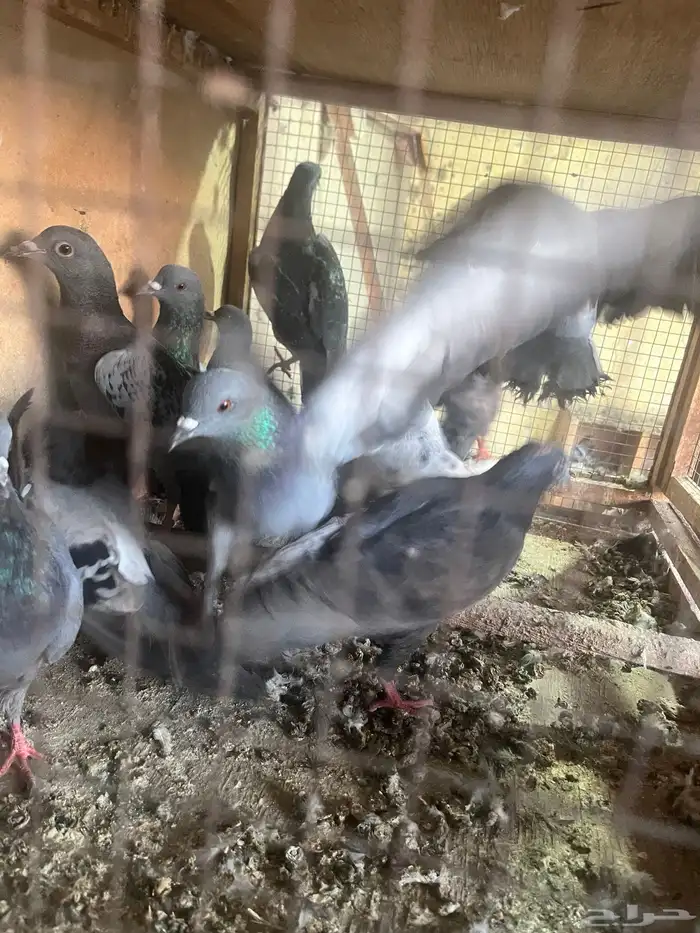 حمام سوادي 3