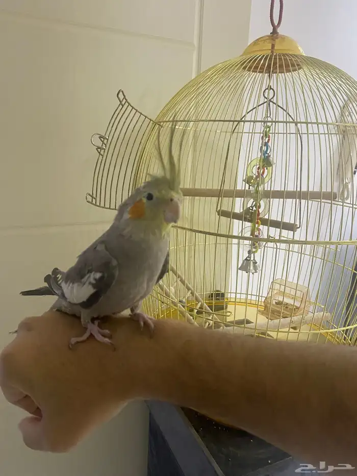 ببغاء كروان 2