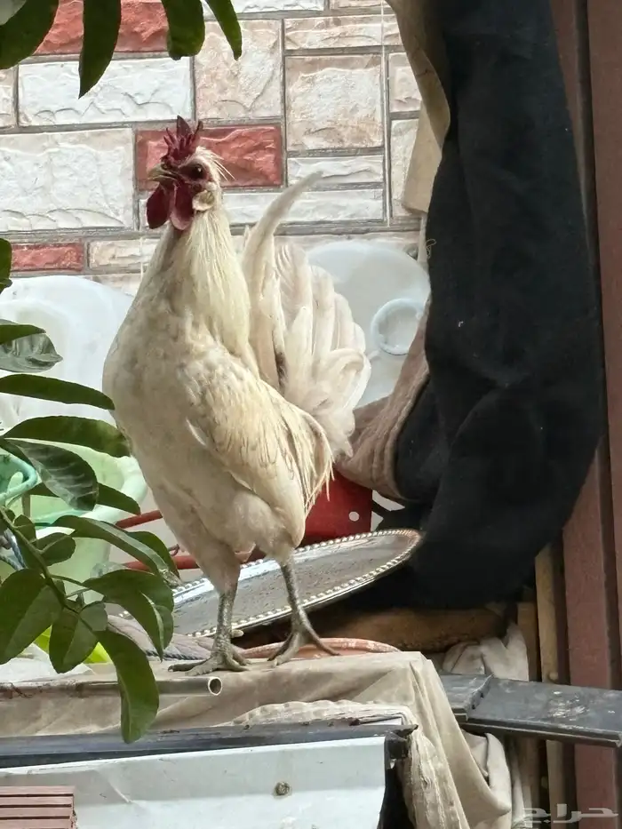 دجاج حباحب 2