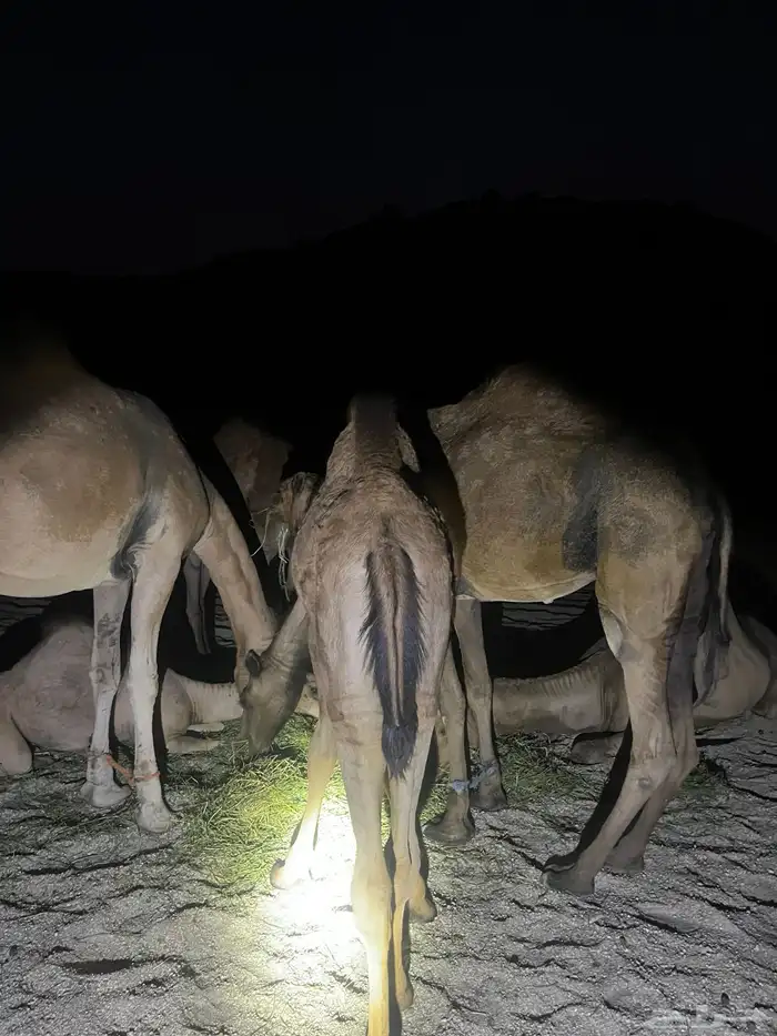 قعدان للبيع فل شحم 1