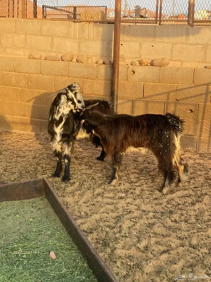 تيوس تو جايت من البر 1