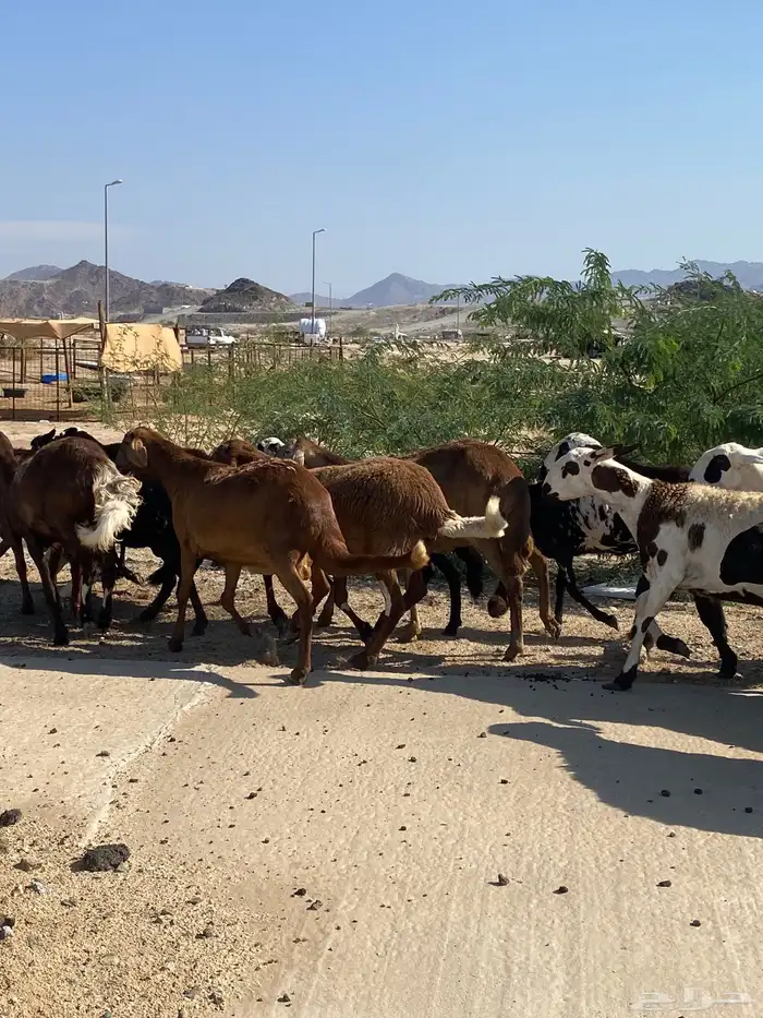 سواكن خلفات ودفيع 8