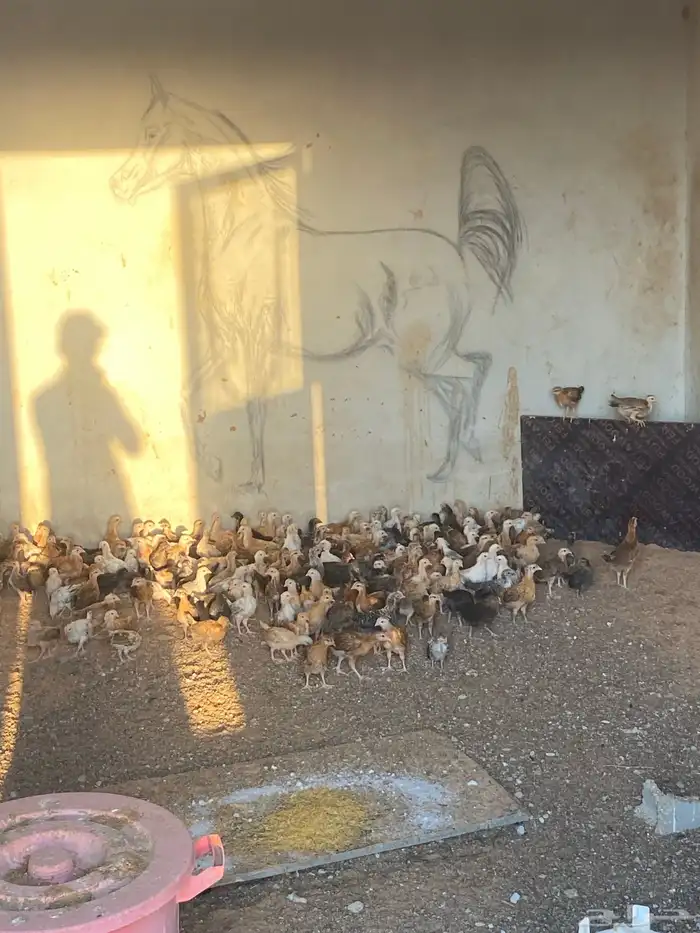 صوص بلدي العمر شهر 2