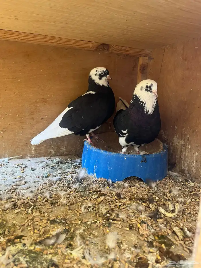 اجواز قطايف و قنادي 1