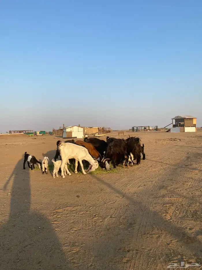 للبيع معزا ولد عوارض طيبه 38