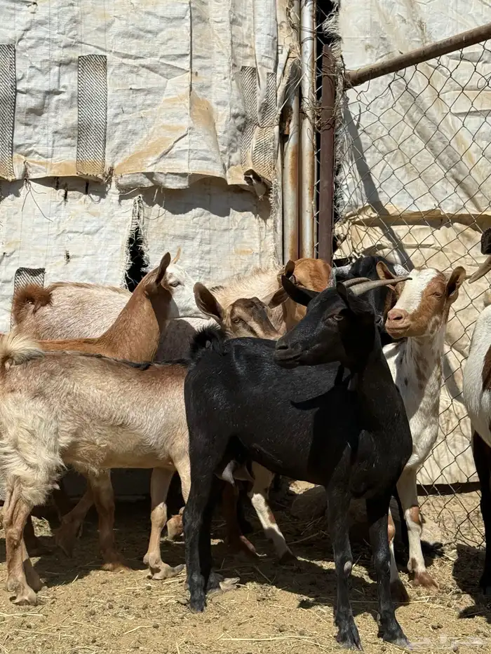 معزى دفع و فيها قرايب حصيب اسنان ( تم البيع ) 0