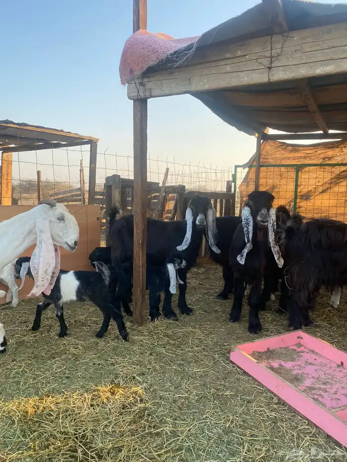 للبيع معزا ولد عوارض طيبه 9