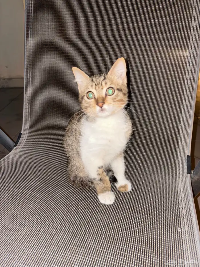 قطه صغيره للتبني 3