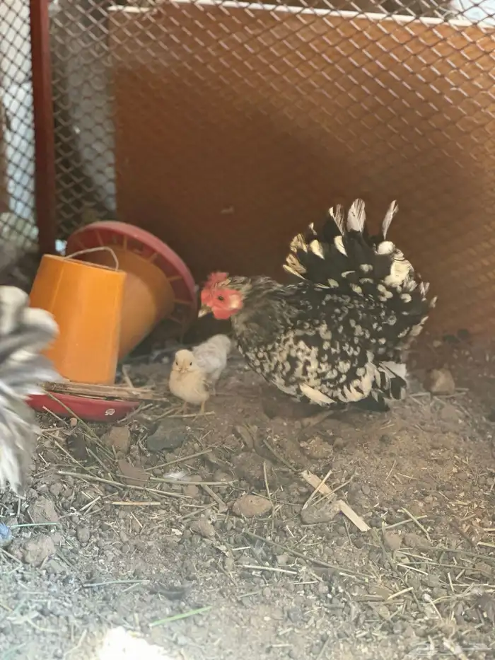 دجاج جبنيز قزم زحفف 5