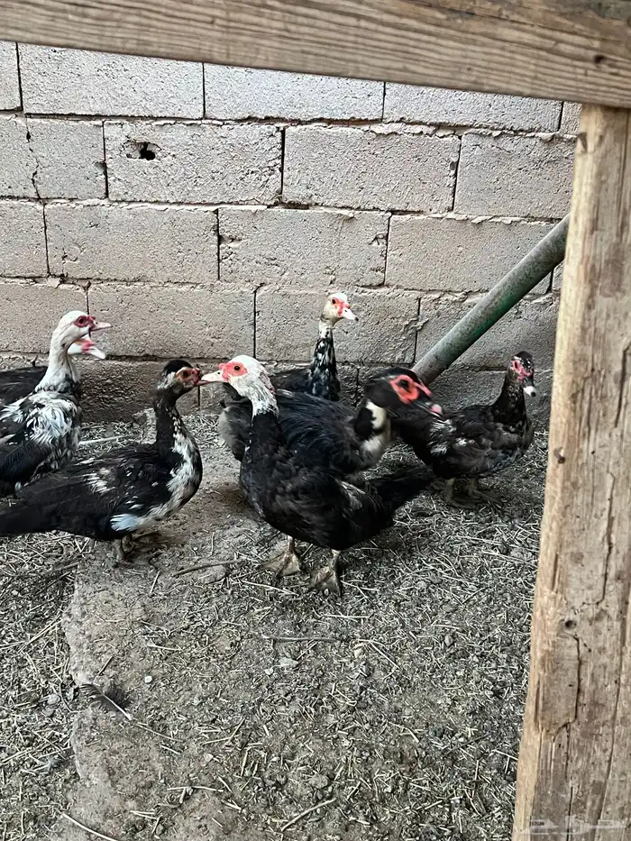 للبيع بط مصري يبيض 0