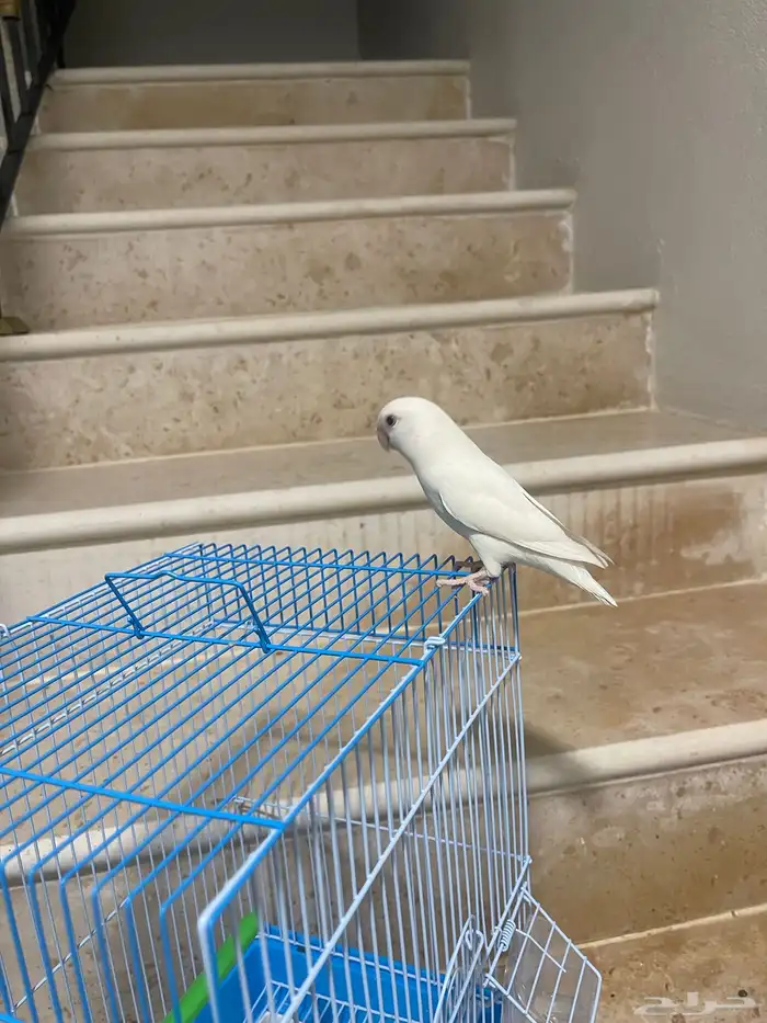 طير روز شبه اليف يدخل ويطلع من قفصه لوحده) 2