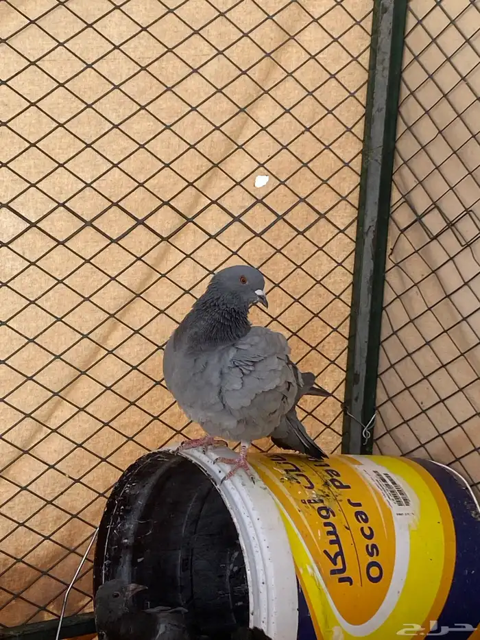 حمام للبيع شرط صحة زاجل سلفر حمام الموقع سكاكا 5