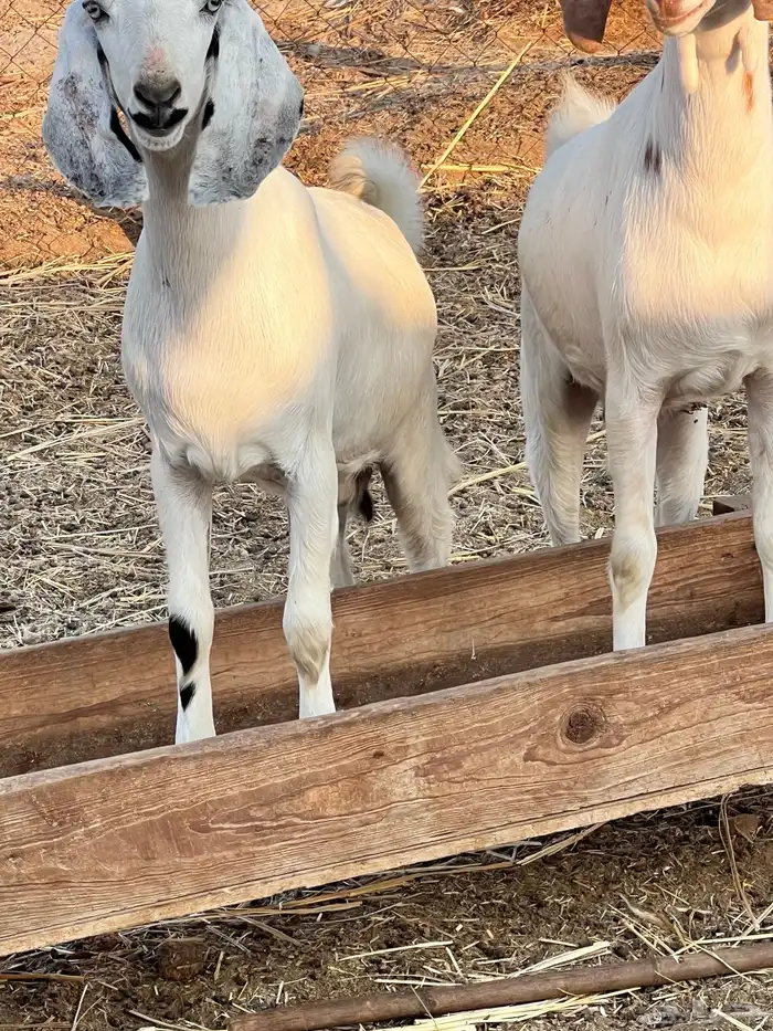 جفرات مزاين دفيع 2