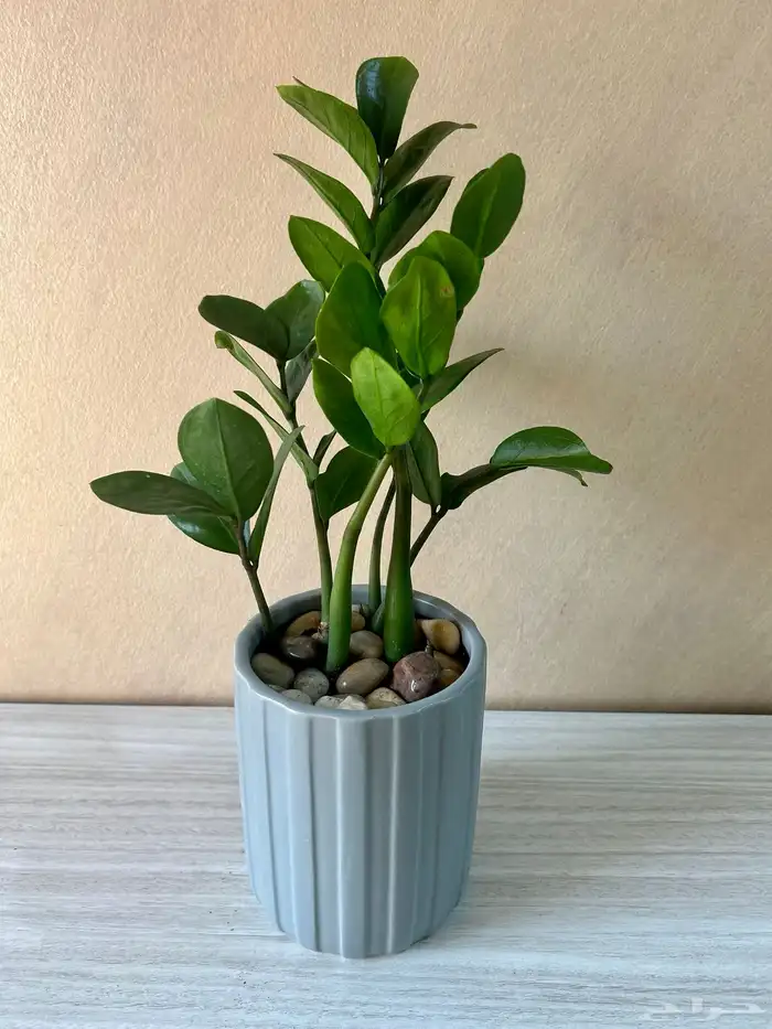 نبتة زاميا 0