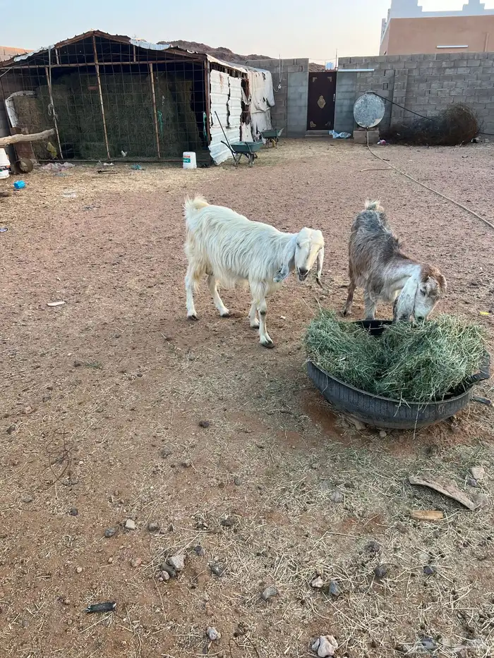 معزاء مضاريع 2