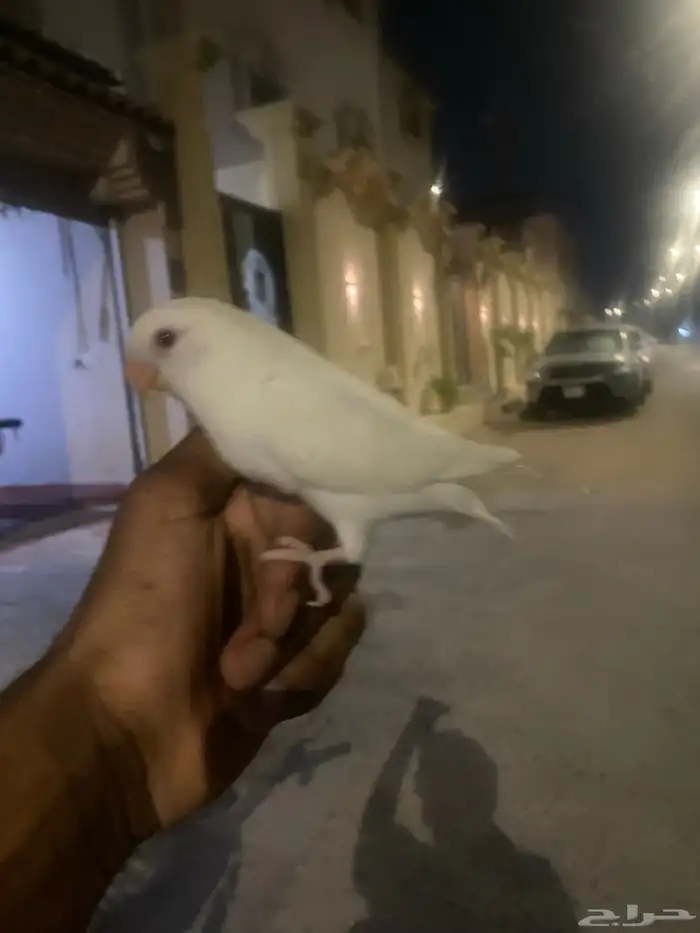 للبيع روز البينو صافي صك اليف هدد داخلي وخارجي 2