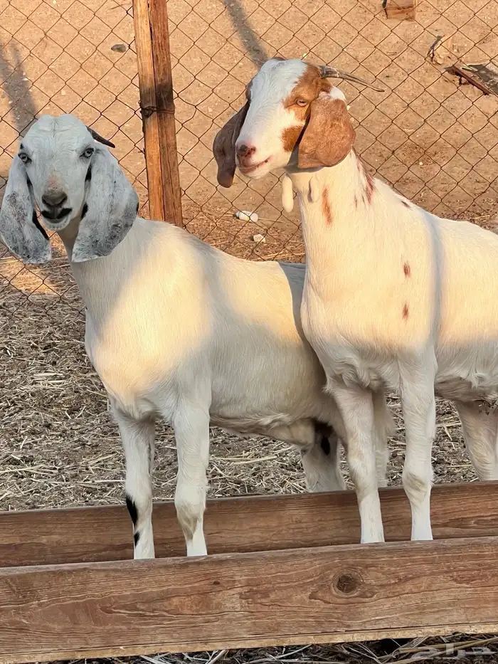 جفرات مزاين دفيع 5