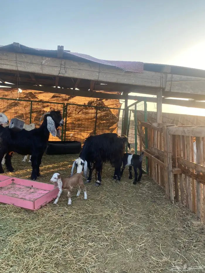 للبيع معزا ولد عوارض طيبه 44