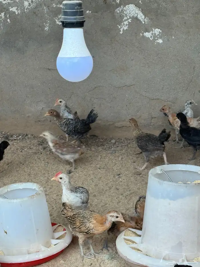 دجاج بلدي وبينه25 حبه فارسي بضبط 1