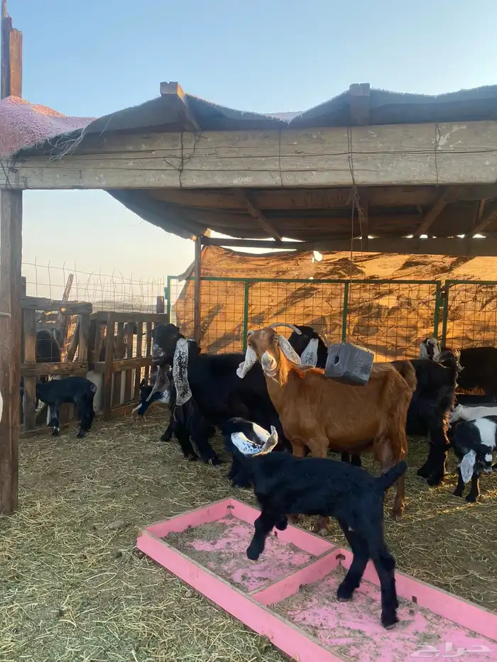 للبيع معزا ولد عوارض طيبه 28