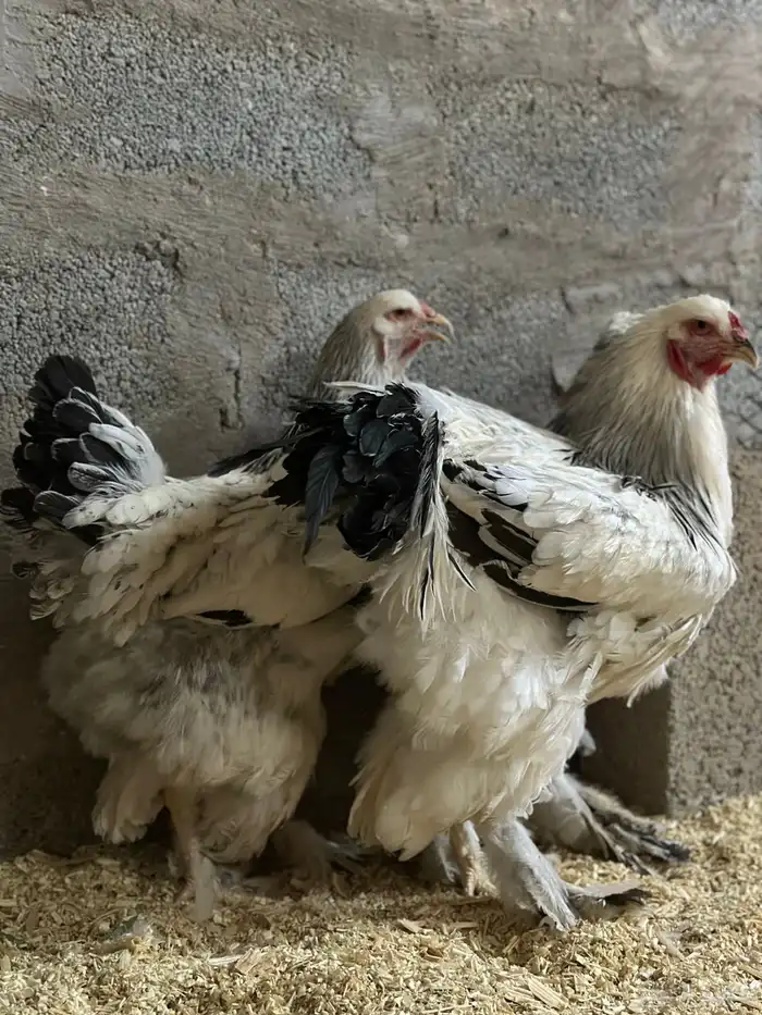 للبيع طقم دجاج براهما بشاير كولمبي كونك 0