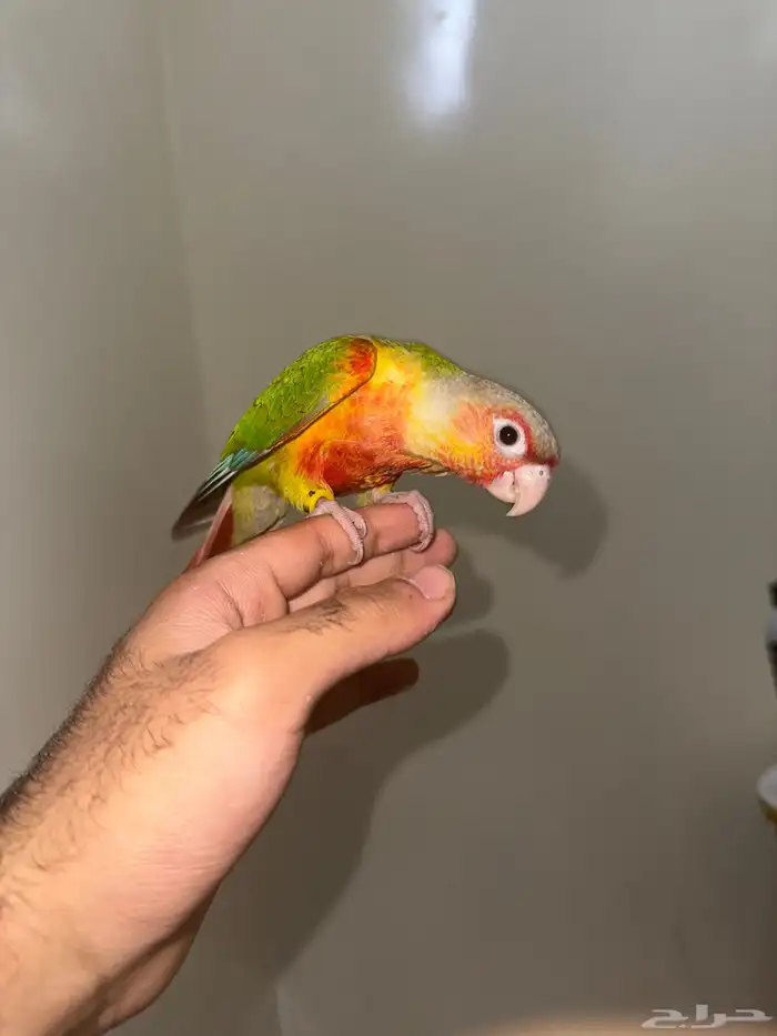 كنيور مفطوم صن كنيور غر وقريب فطام وفيه غر ولوري فرخ وجوز 7