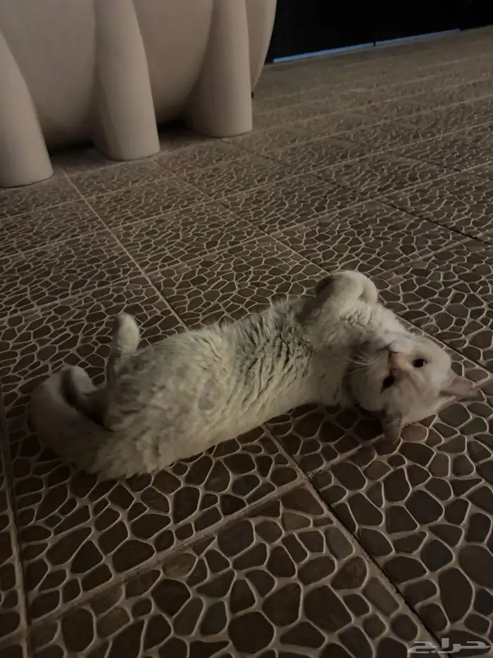 قط جميل للتبني 1