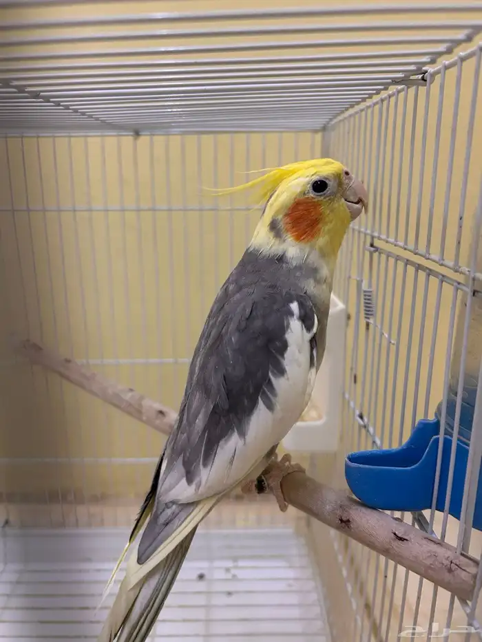 طيور كروان 0