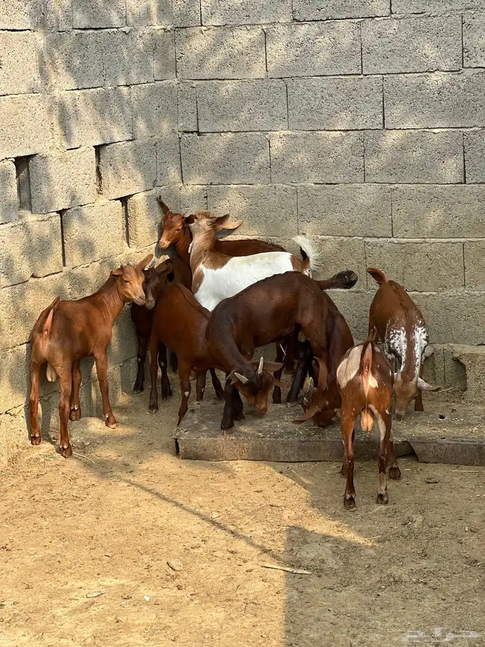 بهم تربيه تيوس 1