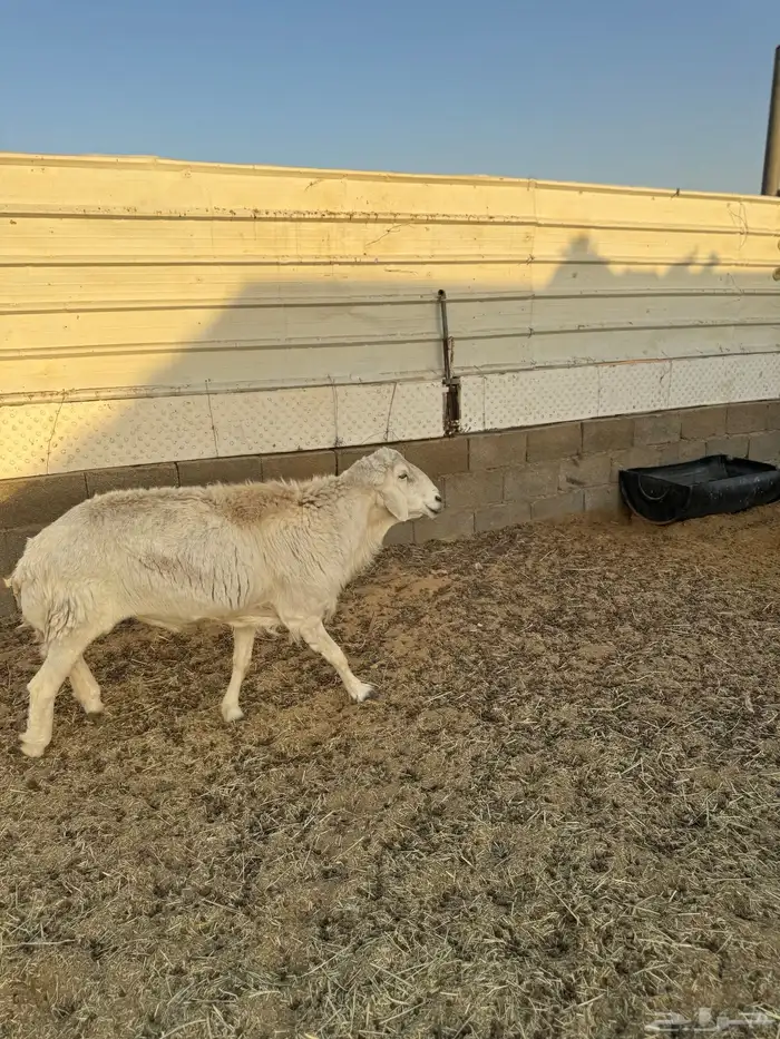 فحل حري مشروط 1