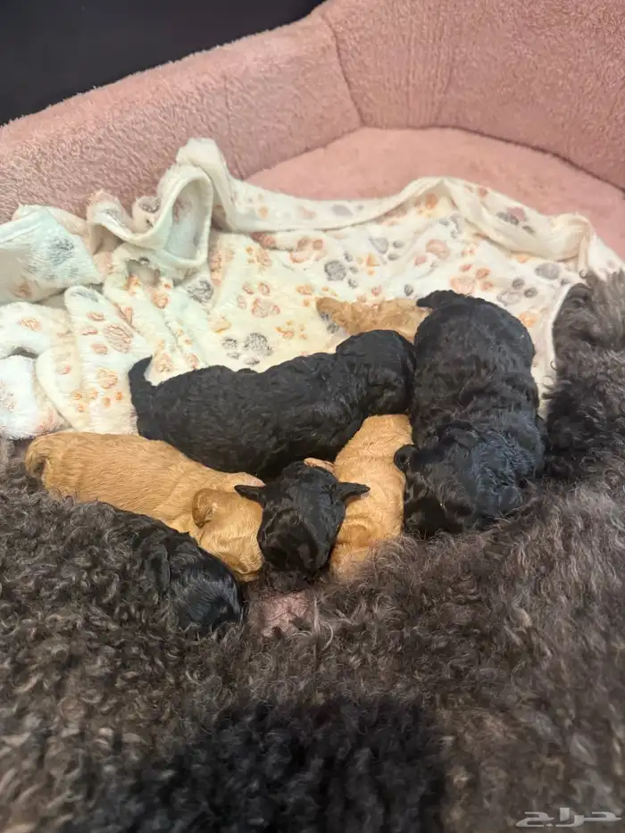 كلب بودل بيور مستويات 3