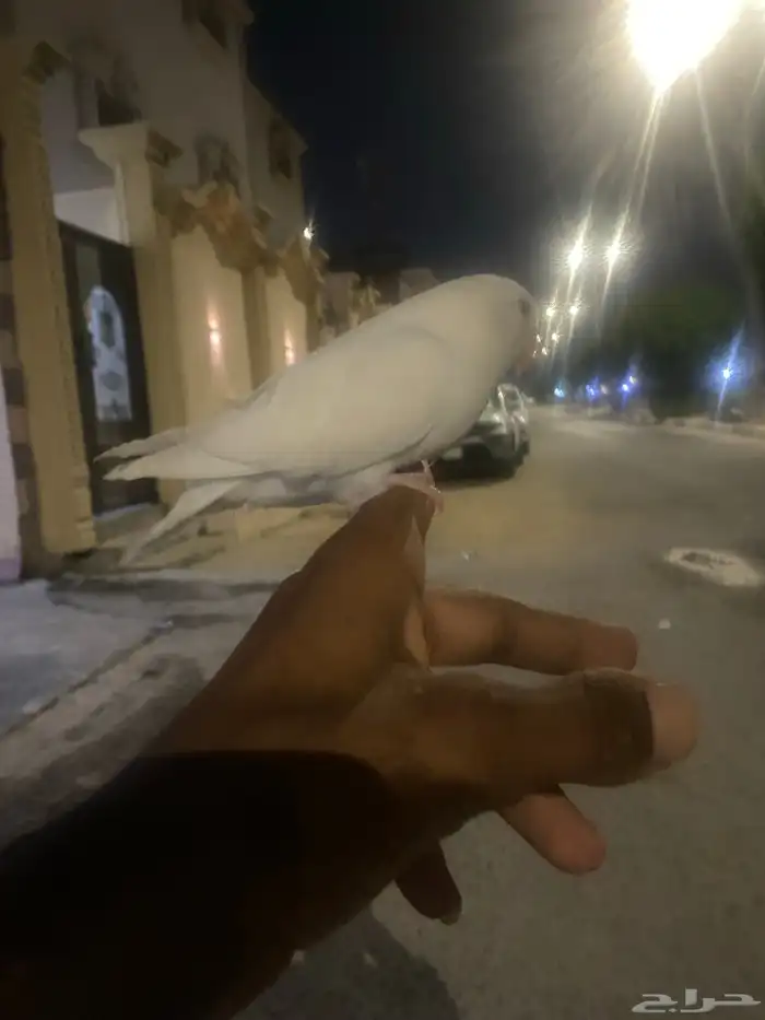 للبيع روز البينو صافي صك اليف هدد داخلي وخارجي 1